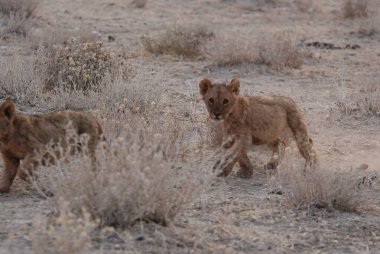 Namibya 'da aslan yavrusu