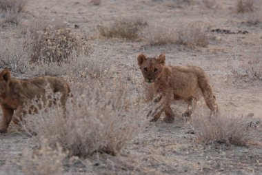 Namibya bozkırında genç vahşi aslanlar