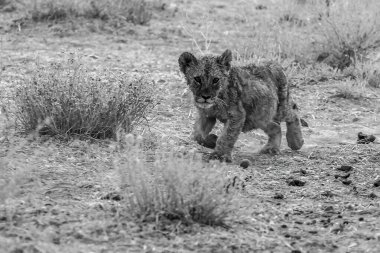 Savanada genç bir aslan