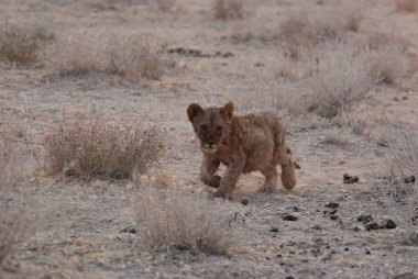 Aslan yavrusu kuru çimenlerde yürüyor.