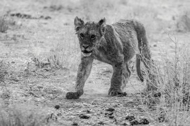 siyah ve beyaz aslan kuru çimlerde yürüyor