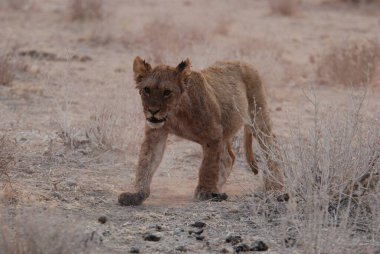 Kenya savanındaki aslan