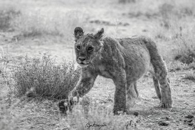 a lion in etosha national park in namibia africa