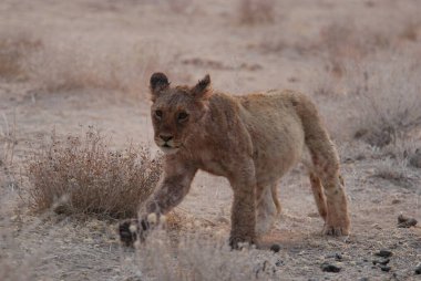 Genç aslan Kalahari çölünün vahşi doğasında