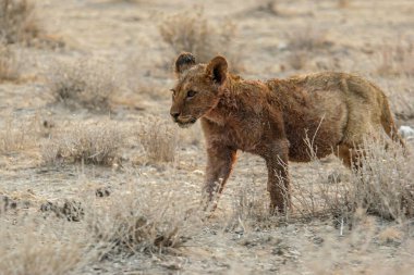 Çölde genç bir aslan, etosha, namibya