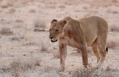 Savanadaki vahşi Afrika aslanları