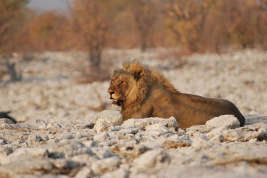 Afrika savanındaki aslan.
