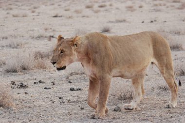 Afrika Aslanı, Etoşa Milli Parkı