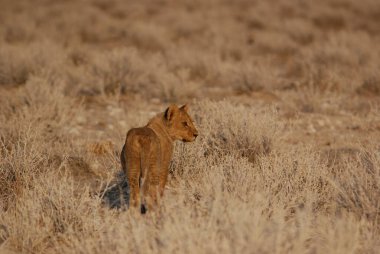 Kızıl Aslan çölde, namibya