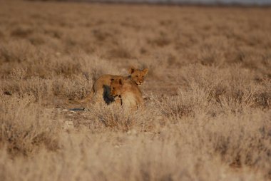 Aslan etkin ulusal park, Namibya
