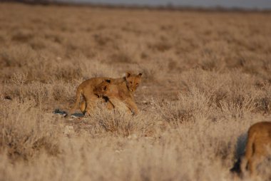 Kenya savanındaki aslanlar