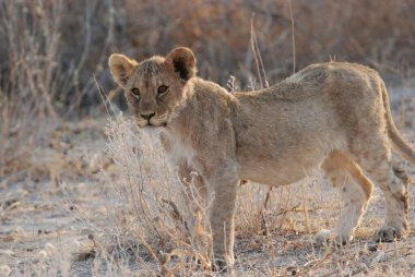 Aslan (panthera leo), Güney Afrika - Savannah, Güney Afrika