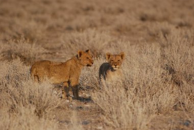 Namibya çölünde aslan