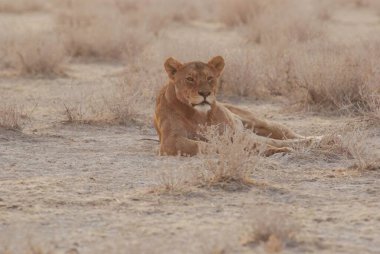 Dişi aslan otların üzerinde dinleniyor, Namibya Afrika