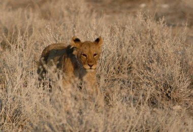 Afrika 'da Namibya aslanı