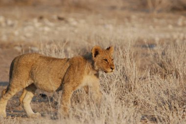 Aslan yavrusu çimenlerde yürüyor.