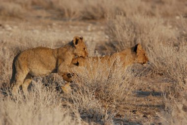 Namib Çölü 'ndeki Etoşa Ulusal Parkı' nda aslan yavruları.