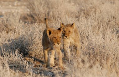 lion in the savannah, south africa