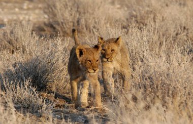 Aslanlar (panthera leo) çimenlerde yürüyor