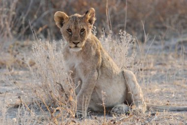 Kruger 'da çimlerde aslan yavrusu