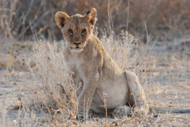 Ulusal parkta, Namibya 'da, Afrika' da kuru çimlerde oturan aslan yavrusu..