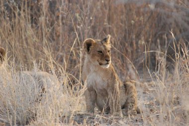 Afrika savanındaki aslanlar