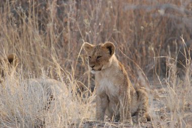 Aslan (panthera leo), Botswana 'daki Chobe Ulusal Parkı' nda yürüyor..