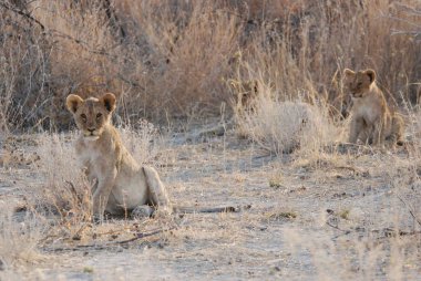 Aslan ın kruger national park, Güney Afrika