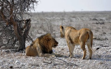Namibya 'daki Etoşa Ulusal Parkı' ndaki çölde beyaz saçlı bir aslan.