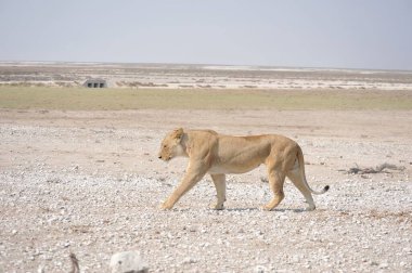Namibya 'da Etoşa' da aslan