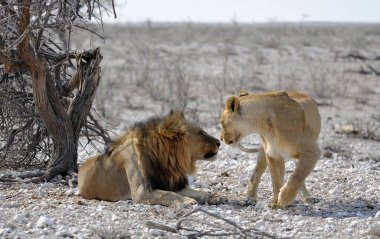Çölde bir aslan