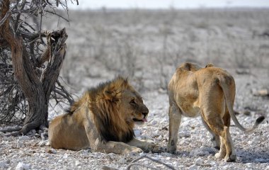 Aslan etkin, Namibia