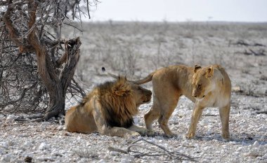 Afrika 'da Namibya aslanı