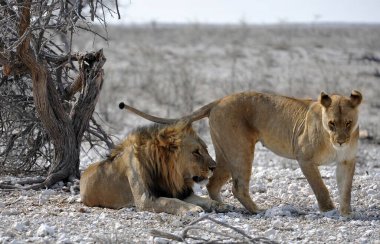 Etoşa Milli Parkı 'ndaki aslan.