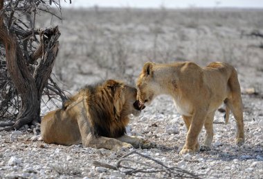Etoşa Ulusal Parkı, Namibya 'da aslan
