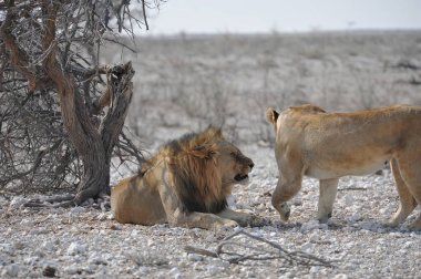 Çöldeki beyaz aslan