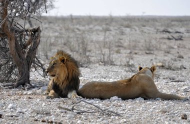 Aslan etkin ulusal park, Namibya