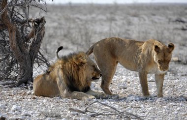 Namibya 'daki Etoşa Milli Parkı' nda aslan.