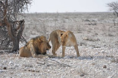 Namibya 'da bir çift aslan