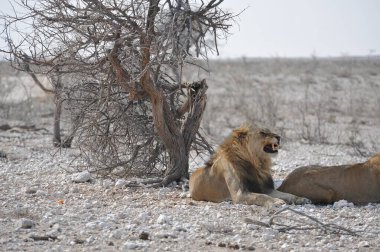 Namibya 'daki Etoşa Milli Parkı' nda aslan.
