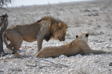 Namibya 'da aslan ve aslan.