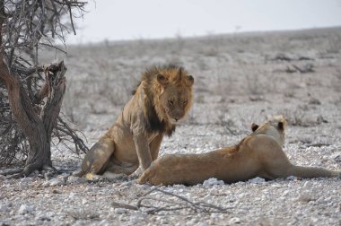 Etoşa Ulusal Parkı, Namibya 'da savaşan bir çift beyaz aslan.