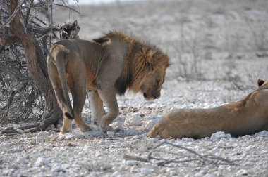 Etoşa 'daki aslan, namibya