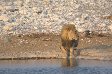 Afrika aslanı Kruger parkında, Güney Afrika