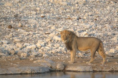 Etoşa Ulusal Parkı 'ndaki Afrika aslanı Namibya, Afrika