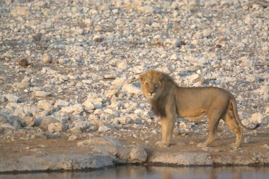 Vahşi Afrika aslanı.