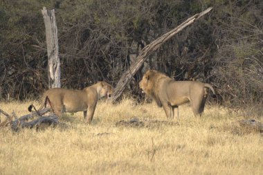 Vahşi doğanın ortasında, Kenya 'nın bozkırında dişi aslan.