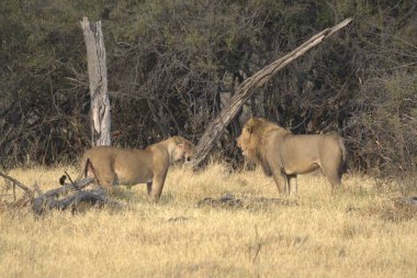 Kenya savanındaki aslan