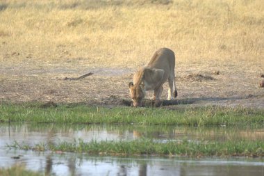Genç Afrika aslanı (panthera leo) Kenya savanındaki nehrin suyundan su içmektedir.