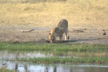 Bir inek sürüsü tarlada otluyor.